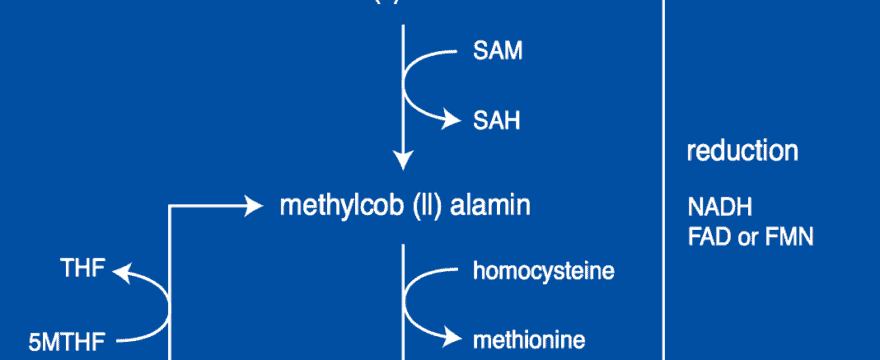 The synthesis of coenzyme forms of B12.