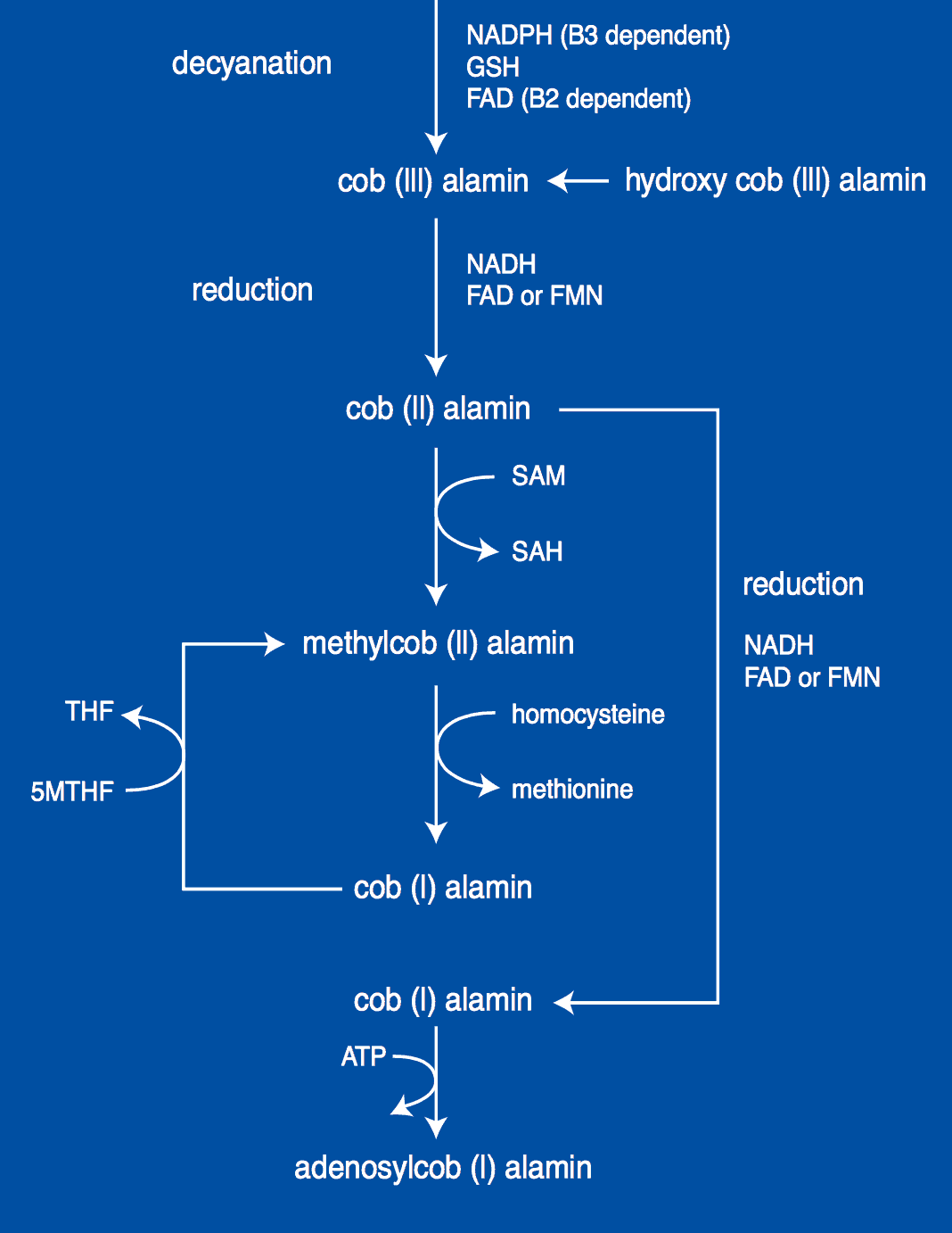 The synthesis of coenzyme forms of B12.