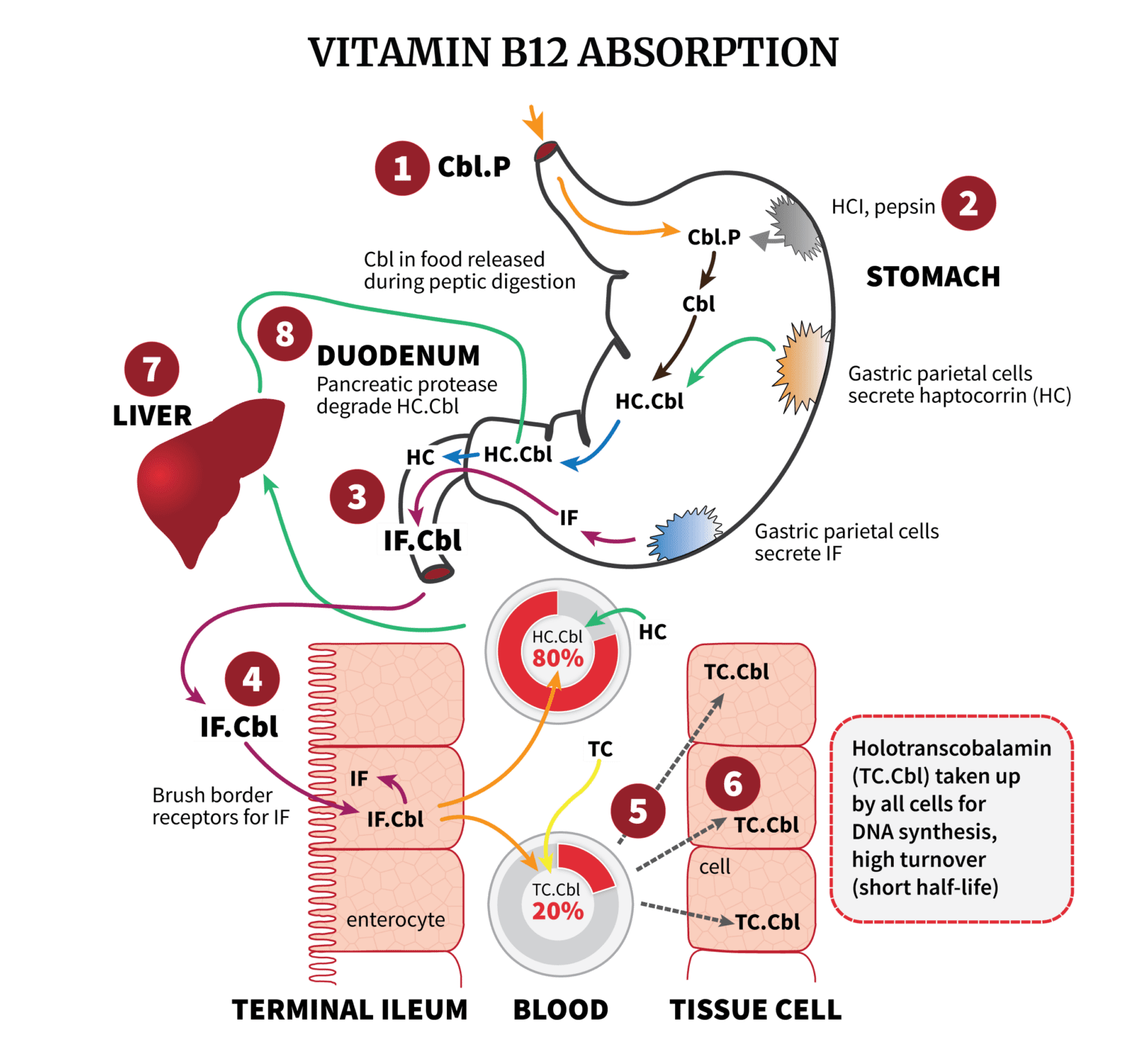 Does Smoking Affect Vitamin D Absorption