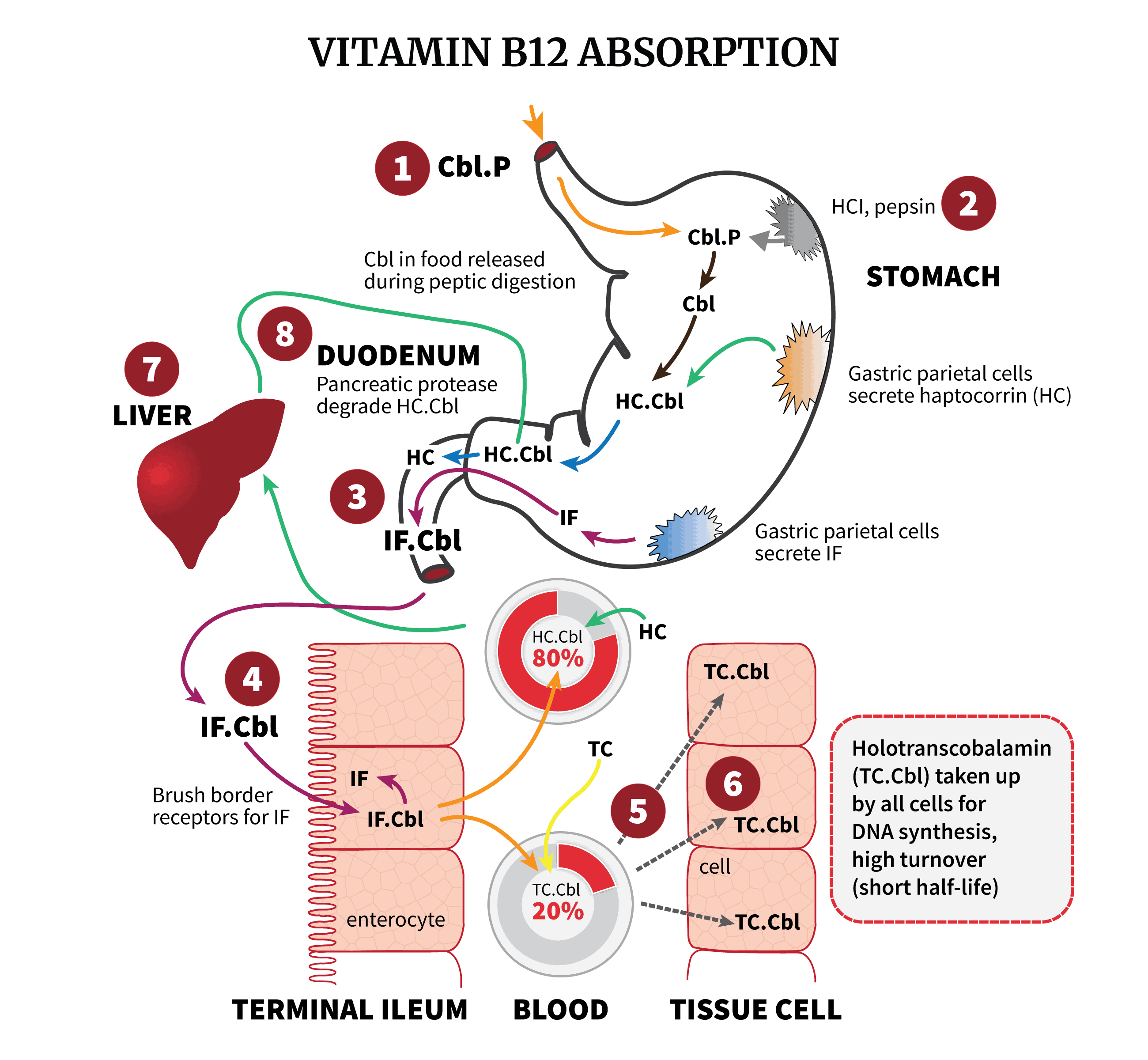 Vitamin B12 absorption cycle.