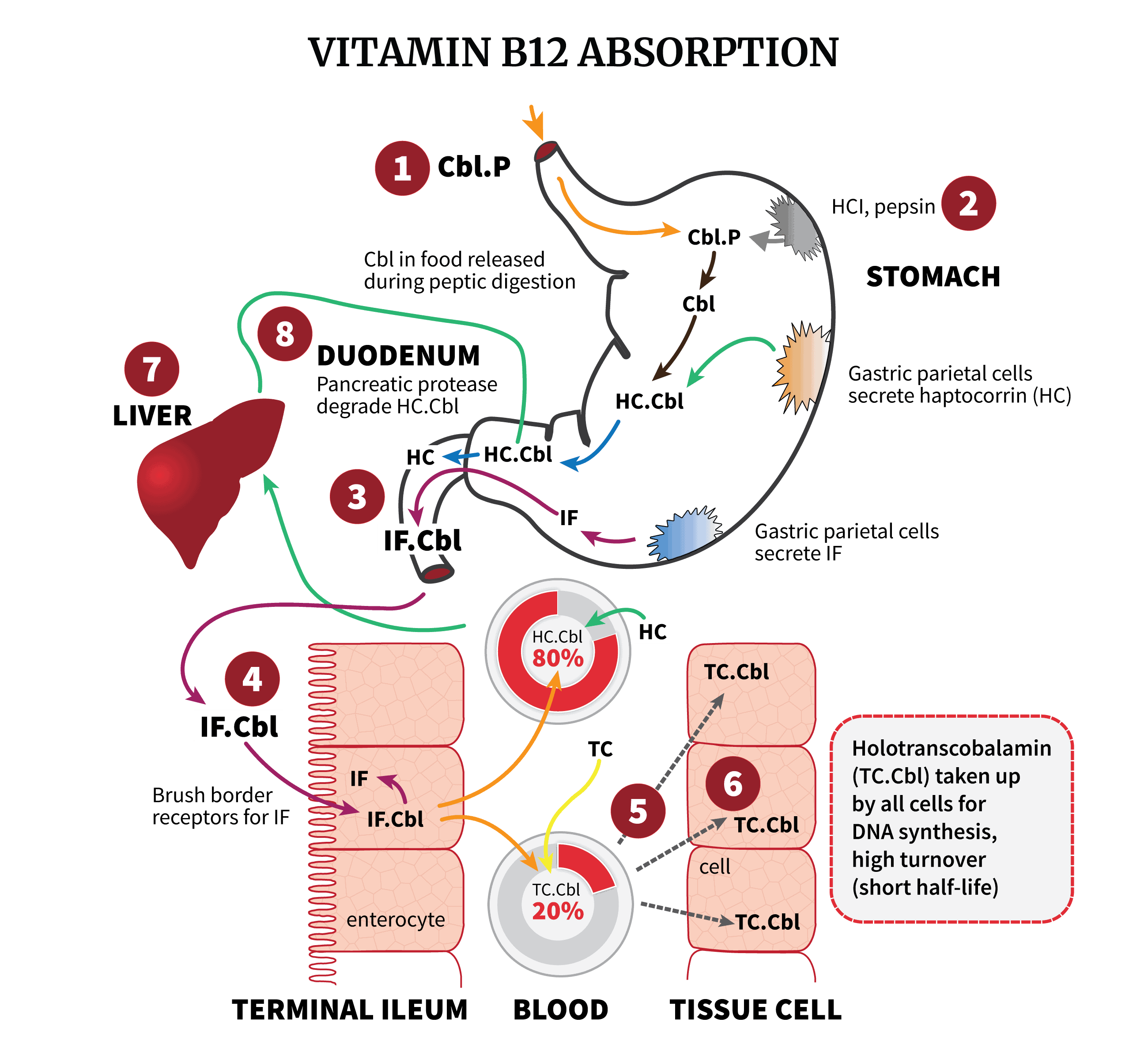 Vitamin B12 Absorption Possible Failure Sites PA Relief
