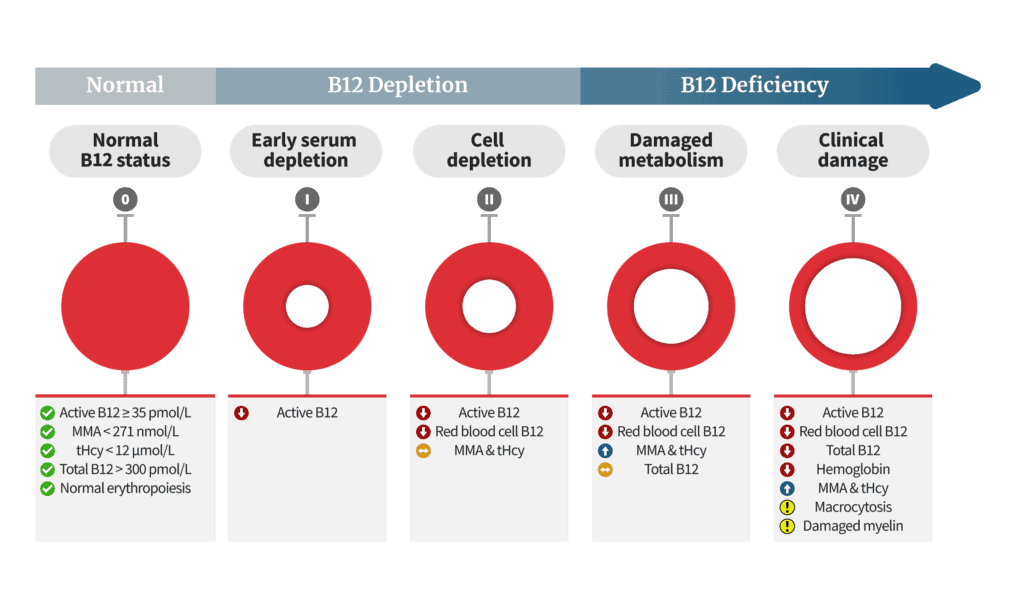 What Are The 4 Stages Of B12 Deficiency? • PA Relief