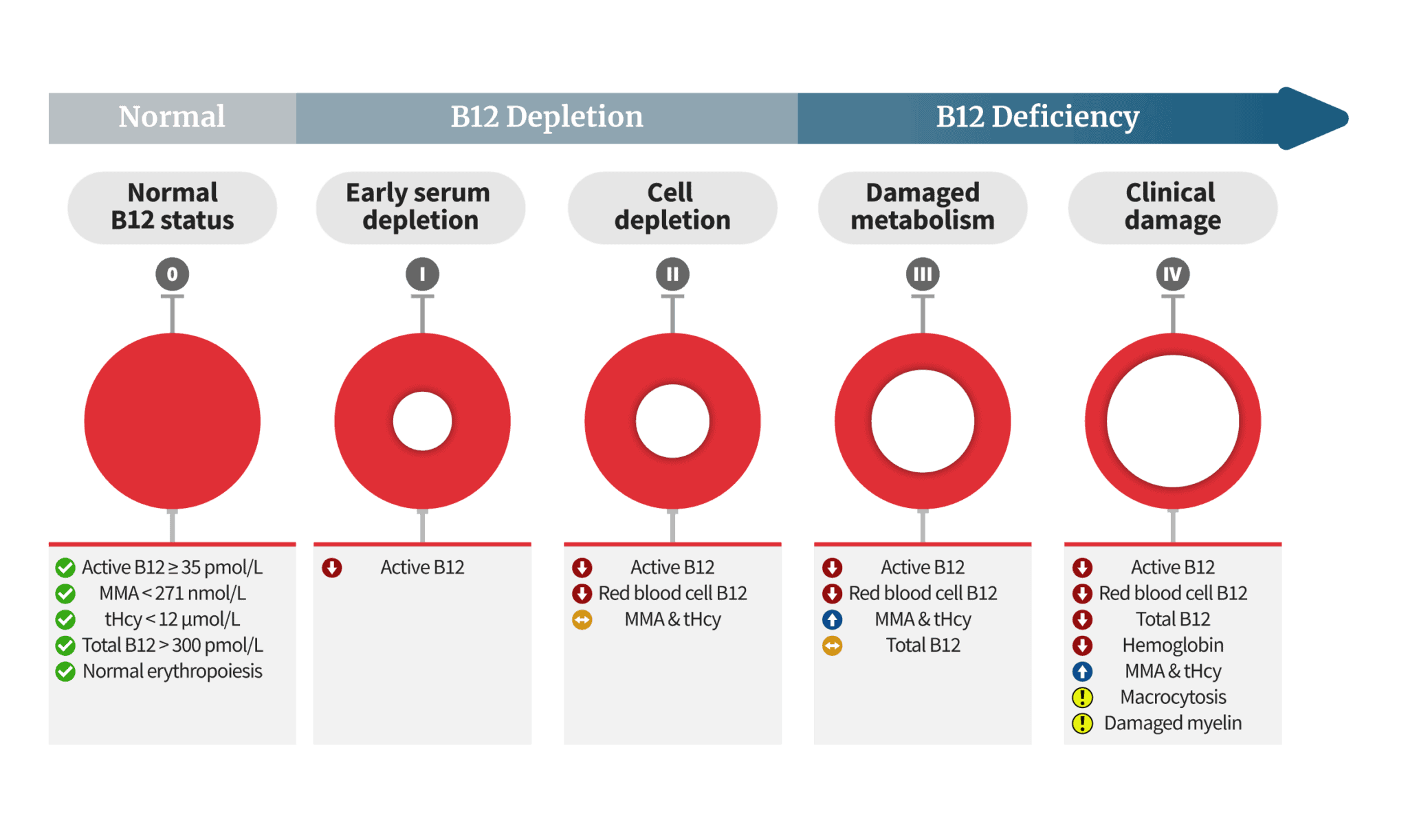 the-active-b12-test-holotranscobalamin-holotc-pa-relief