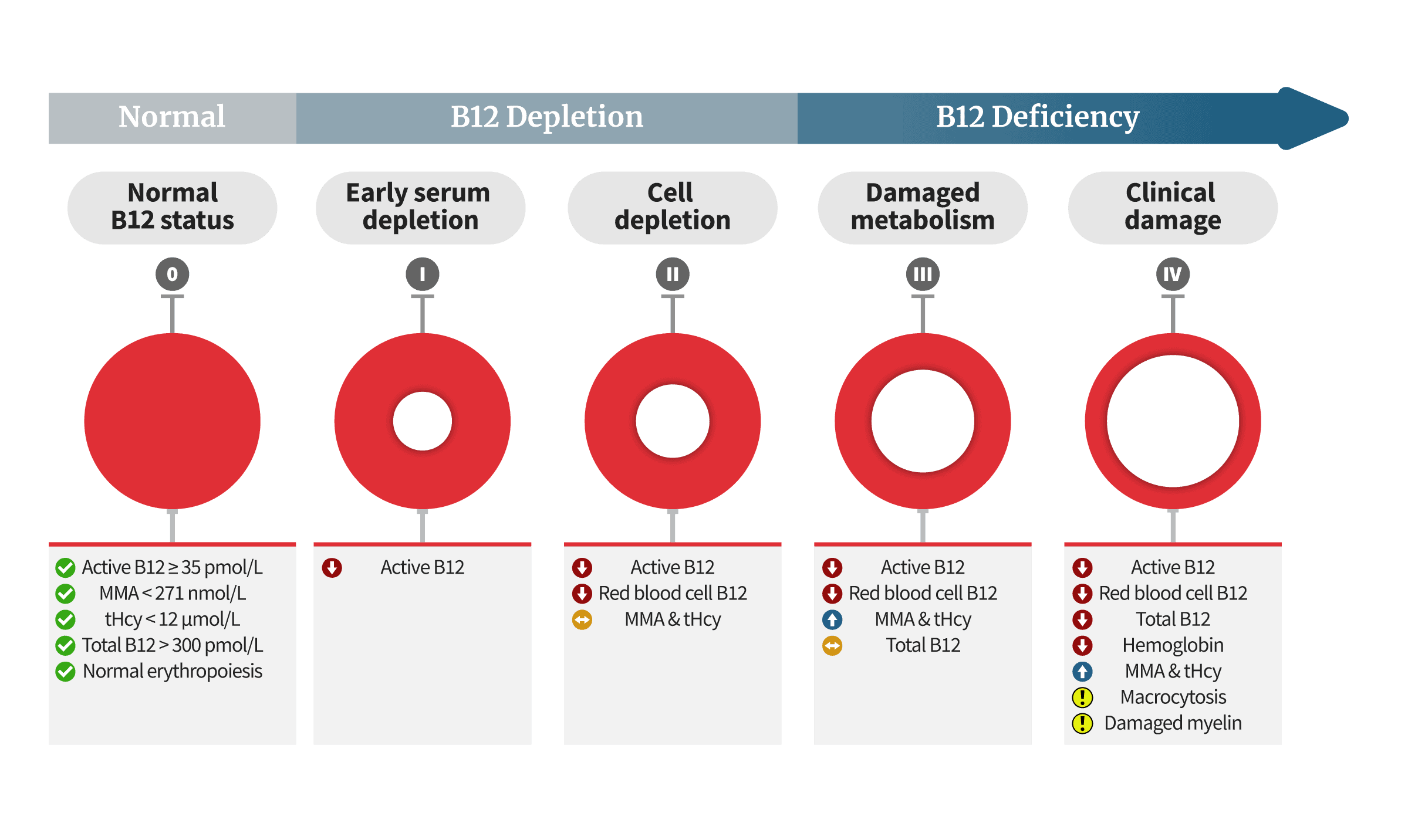 The 4 stages of B12 deficiency